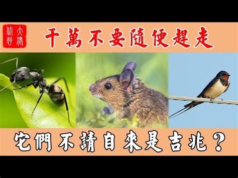 夢見很多螞蟻號碼|夢境指南：螞蟻夢境解讀，象徵吉兆與挑戰 